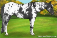 Horse Color:White Spotted Black Appaloosa 