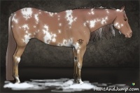 Horse Color:White Spotted Buckskin Appaloosa 