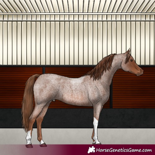 Horse Color:Red Roan Tobiano 