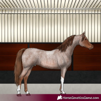 Horse Color:Red Roan Tobiano 