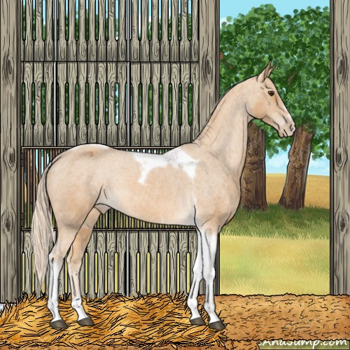 Horse Color:Palomino Sabino Tobiano Varnish Rabicano