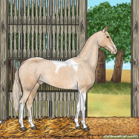 Horse Color:Palomino Sabino Tobiano Varnish Rabicano 