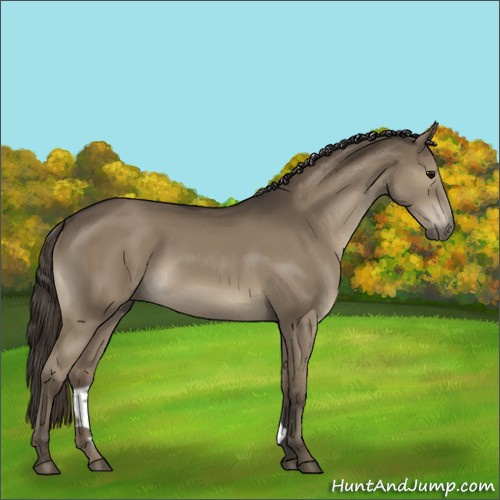 Horse Color:Smoky Black 