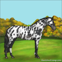 Horse Color:Black Appaloosa 