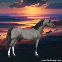 Horse Color:Grullo Roan Tobiano