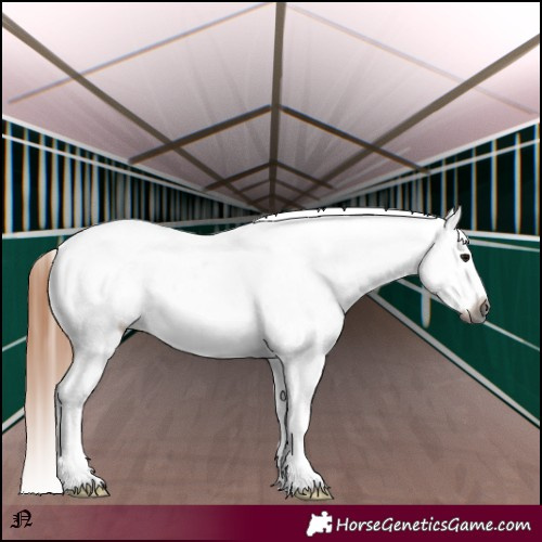Horse Color:Gray Bay Roan Tobiano Appaloosa 