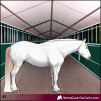 Horse Color:Gray Bay Roan Tobiano Appaloosa 