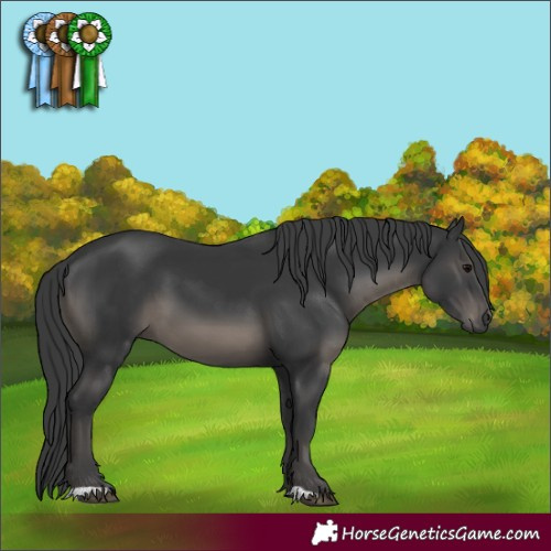Horse Color:Black 