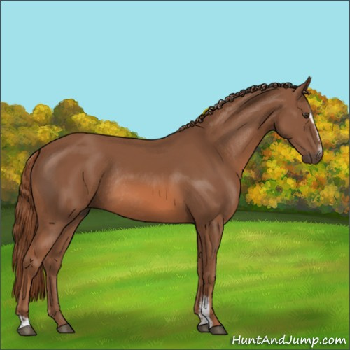 Horse Color:Chestnut Sabino Rabicano 