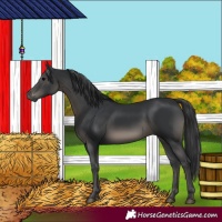 Horse Color:Black 