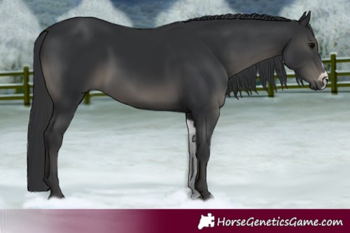 Horse Color:Black Frame 