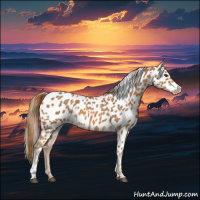 Horse Color:Chestnut Appaloosa