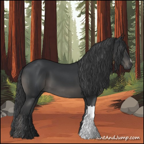 Horse Color:Black 