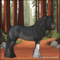 Horse Color:Black 