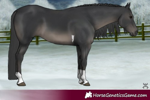 Horse Color:Black Tobiano