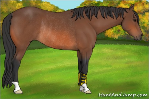 Horse Color:Bay Rabicano