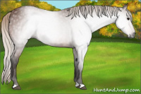 Horse Color:Gray Silver Bay 