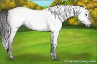 Horse Color:Gray Bay 