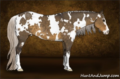 Horse Color:White Spotted Silver Smoky Grullo Sabino 