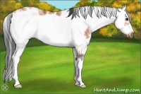 Horse Color:Bay Sabino Frame 