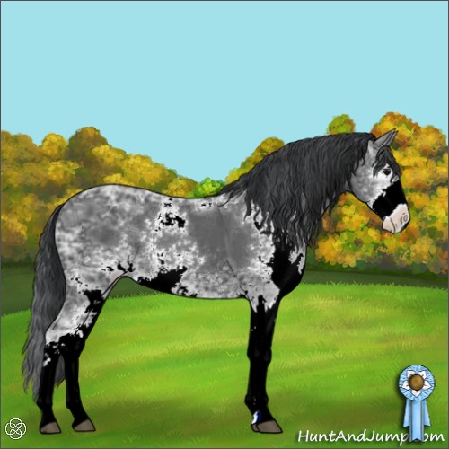Horse Color:Black Ice Sabino