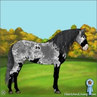 Horse Color:Black Ice Sabino 