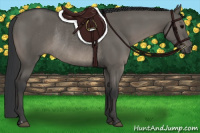 Horse Color:Grullo Rabicano 