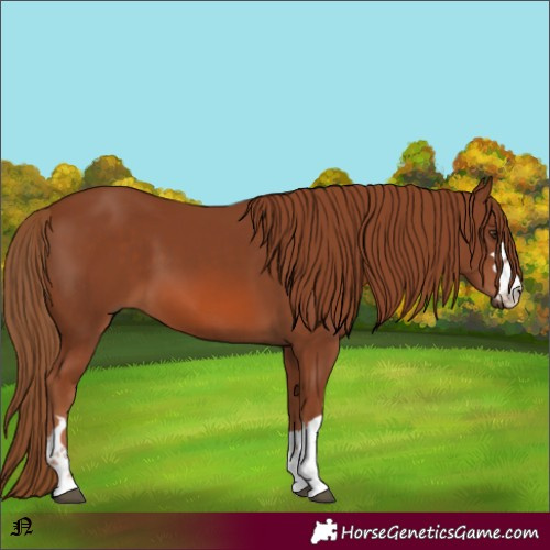 Horse Color:Chestnut 