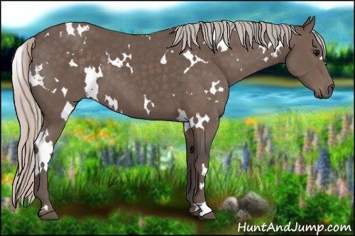 Horse Color:White Spotted Silver Black 