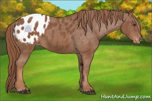 Horse Color:Chestnut Appaloosa