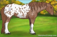 Horse Color:Chestnut Appaloosa 