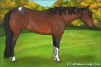 Horse Color:Bay Tobiano 