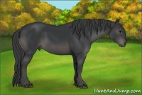 Horse Color:Black 