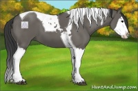 Horse Color:Grullo Splash Tobiano 