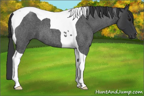 Horse Color:Blue Roan Tobiano