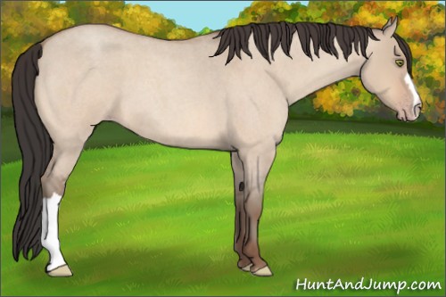 Horse Color:Amber Champagne Roan Dun
