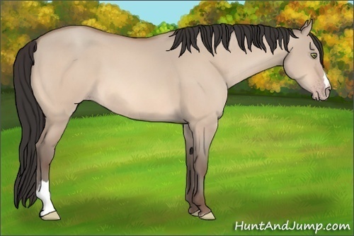Horse Color:Amber Champagne Dun 