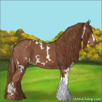 Horse Color:White Spotted Chestnut 