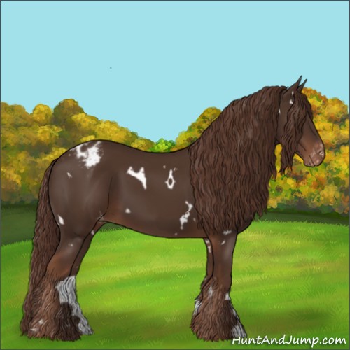 Horse Color:White Spotted Liver Chestnut Appaloosa 