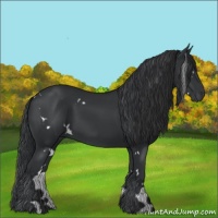 Horse Color:White Spotted Black