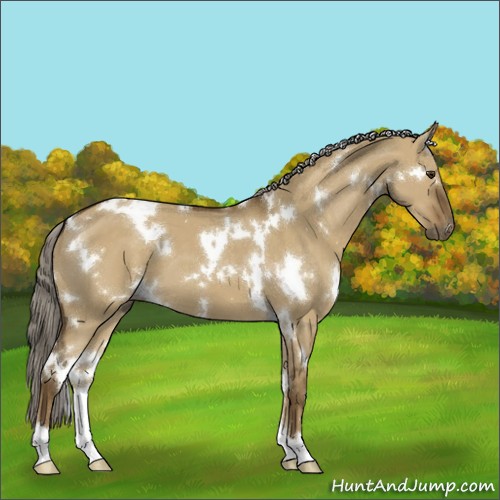 Horse Color:White Spotted Chocolate Palomino Dun 