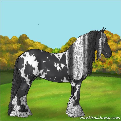 Horse Color:White Spotted Black