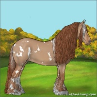 Horse Color:White Spotted Red Dun 