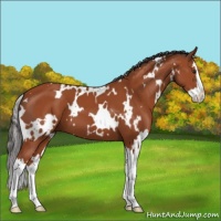 Horse Color:White Spotted Bay Splash