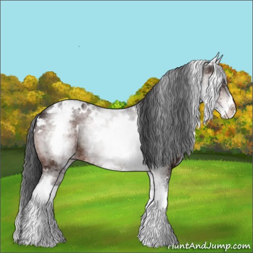Horse Color:White Spotted Brown Appaloosa 