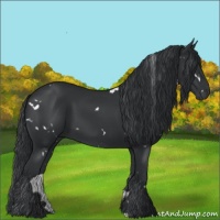Horse Color:White Spotted Black