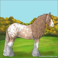 Horse Color:White Spotted Gold Champagne Splash Appaloosa 