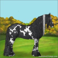 Horse Color:White Spotted Black 