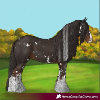 Horse Color:White Spotted Liver Chestnut Sabino 