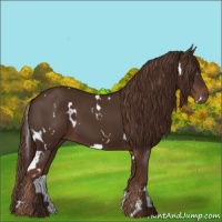 Horse Color:White Spotted Liver Chestnut 
